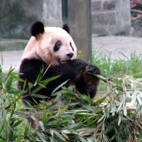 Panda Bear at Chongqing Zoo