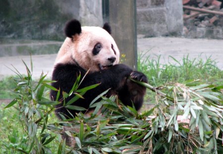 Panda Bear at Chongqing Zoo - panda, zoo, bamboo, bear