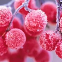 Frozen berries