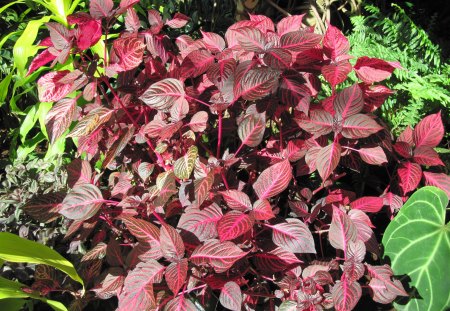 Amazing day at Edmonton garden 02 - red, garden, brown, flowers, photography, leaves, green