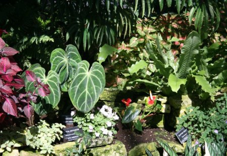 Amazing day at Edmonton garden 04 - Flowers, brown, photography, leaves, white, flamingo lily, red, green, green leaves