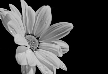 White Flower - white, flowers, black, flower