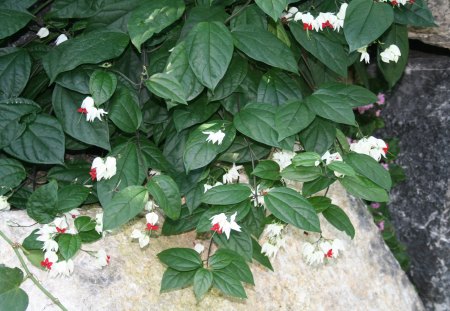 Amazing day at Edmonton garden 20 - white, red, garden, flowers, photography, leaves, green