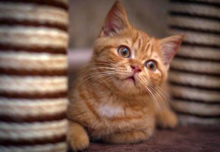 Cat - cat face, kitty, lovely, kitten, paws, face, pretty, beautiful, cats, tiger, cute