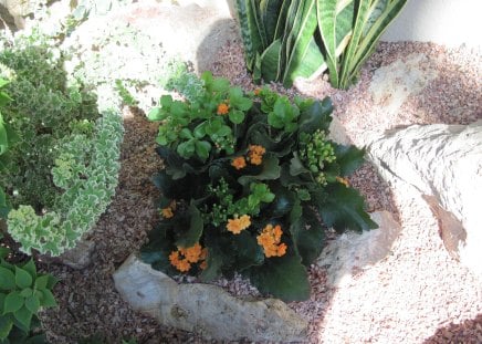 Amazing day at Edmonton garden 31 - cactus, photography, garden photography, rocks, yellow, green, orange, stones, flowers, garden