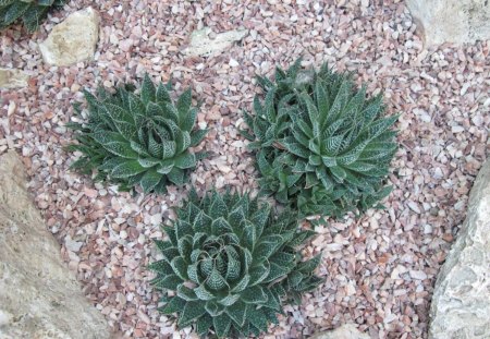 Amazing day at Edmonton garden 33 - Flowers, photography, pink, stones, grey, green, garden, cactus, rocks