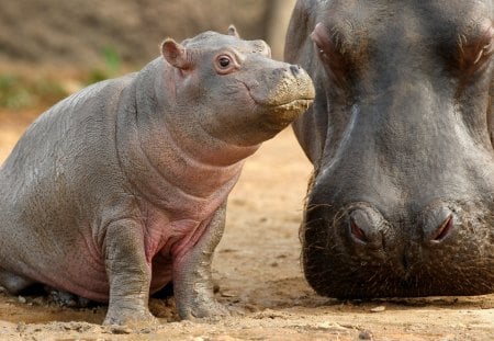 mother with baby Hippo - animal, hippo, mother, baby, desktop, wallpaper