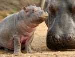 mother with baby Hippo