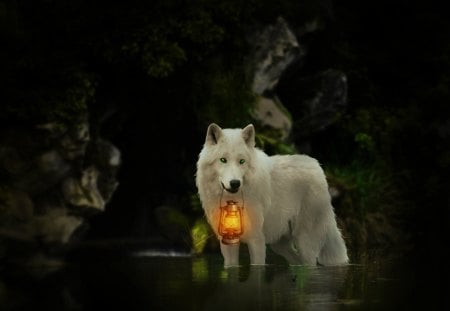 Find your Way - white, wolf, water, light