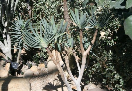 Amazing day at Edmonton garden 48 - Flowers, garden, green, photography, cactus, tree, stones, rocks