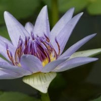 Beautiful Water Lily