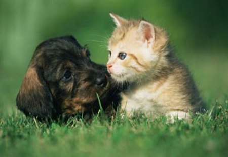 Baby buddies - white, brown, puppy, friends, grass, black, kitten