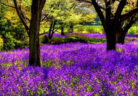 a purple blanket - flowers, field, grass, trees