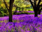 a purple blanket