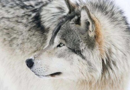 Wolf Beauty - beauty, dogs, animals, wolf