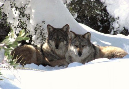 Taking A Rest - nature, dogs, snow, animals, wolves