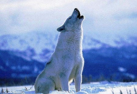 Howling Time - wolf, mountain, animals, snow, dogs