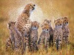 Cheetah Love