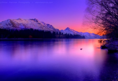 Queenstown - lake, purple, trees, nature