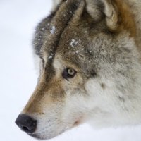 Wolf Portrait