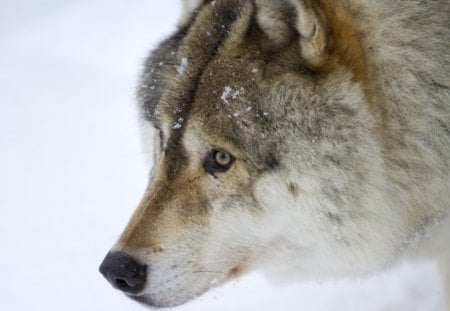 Wolf Portrait - winter, predator, wilderness, snow, wolves