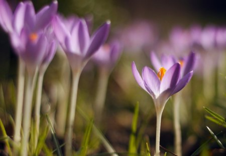 violet crocuses - crocuses, nature, grass, spring, violet, flower