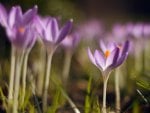 violet crocuses