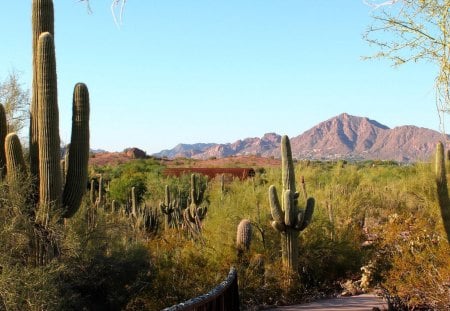 Desert Landscape - landscape, cactus, desert, saguaro