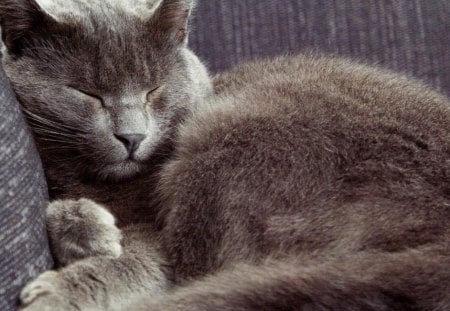 A gray cat taking a nap