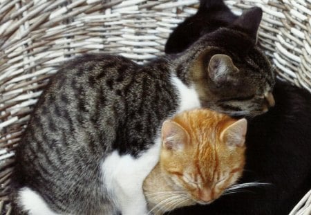 Three kittens taking a nap - basket, napping, kittens, feline, cute