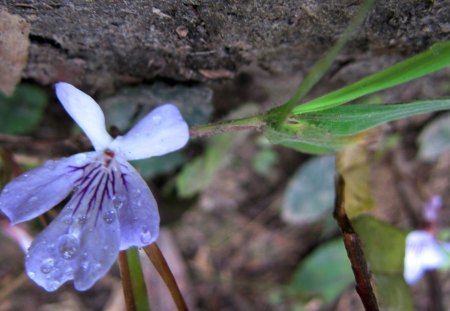 The mountain wildflowers - wildflowers, purple, delicate, mountain