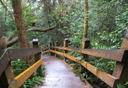 Mountain trail - tree, wooden railing, mountain, trail