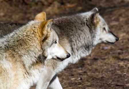 Grey Wolves - canis lupus, wilderness, nature, predator