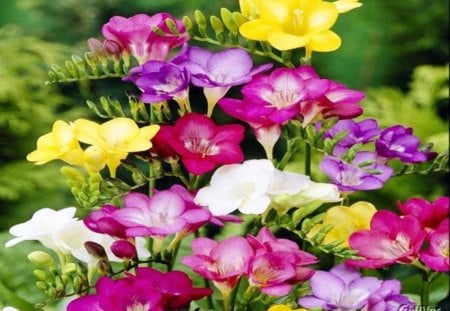 Colorful freesia - delicate, yellow, freesia, spring, pink, flowers, colorful, white, nature, purple, red