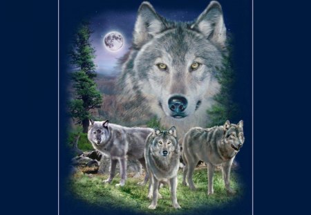 WOLF OUTLOOK - wolves, moon, animals, night, pack