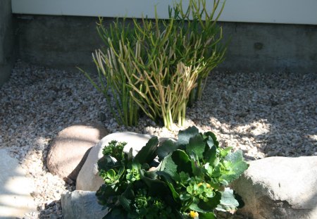 A shiny day at Edmonton garden 08 - Flowers, yellow, garden, green, photography, cactus, stones, rocks