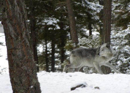 Wild and Free - wolfrunning, snow, dog, mythical, the pack, wisdom beautiful, grey wolf, timber, canis lupus, abstract, spirit, friendship, howling, grey, white, nature, arctic, wallpaper, majestic, wolf, canine, pack, wild animal black, wolf wallpaper, winter, wolf pack, quotes, howl, wolves, black, lobo, lone wolf, solitude