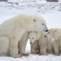 polar bear and cubs