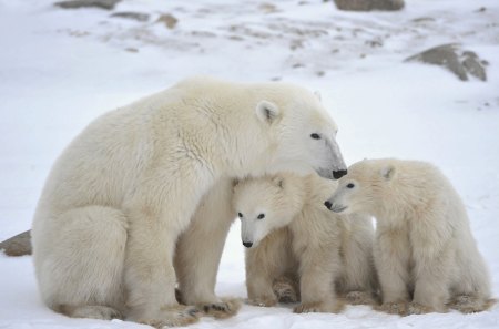 polar bear and cubs - love, polar bear bear cub, brown bear, animal black, bear, winter, grizzly, wallpaper, fantasy, art, snow, fish, animal, food, desktop