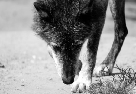 Still walking - wolfrunning, majestic, wolf, canine, snow, dog, pack, mythical, the pack, wisdom beautiful, grey wolf, wild animal black, timber, canis lupus, abstract, winter, spirit, friendship, wolf pack, quotes, howl, howling, wolves, black, grey, white, nature, lobo, lone wolf, arctic, solitude, wallpaper