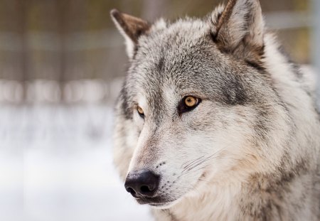 Waiting for a friend - wolfrunning, majestic, wolf, canine, snow, dog, pack, mythical, the pack, wisdom beautiful, grey wolf, wild animal black, timber, canis lupus, abstract, winter, spirit, friendship, wolf pack, quotes, howl, howling, wolves, black, grey, white, nature, lobo, lone wolf, arctic, solitude, wallpaper