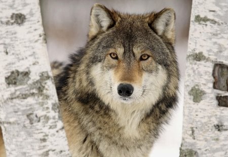 wolf - wolfrunning, majestic, wolf, canine, snow, dog, pack, mythical, the pack, wisdom beautiful, grey wolf, wild animal black, timber, canis lupus, abstract, winter, spirit, friendship, wolf pack, quotes, howl, howling, wolves, black, grey, white, nature, lobo, lone wolf, arctic, solitude, wallpaper