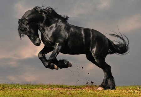 Black Horse - horse, mustang, black horse, theme, wallpaper, desktop, black