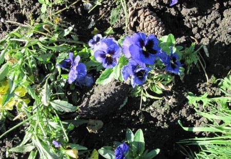 A Shiny day at Edmonton garden 30 - black, pansy, flowers, blue, garden, soil, brown, photography, green