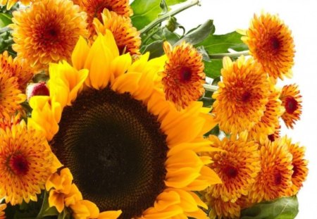 sunflowers - nature, sunflowers, flowers, yellow