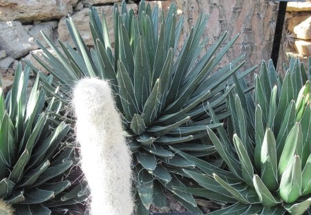 A shiny day at Edmonton garden 35 - white, garden, rocks, flowers, photography, cactus, green