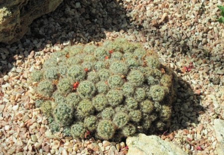 A shiny day at Edmonton garden 36 - red, garden, rocks, flowers, photography, stones, green