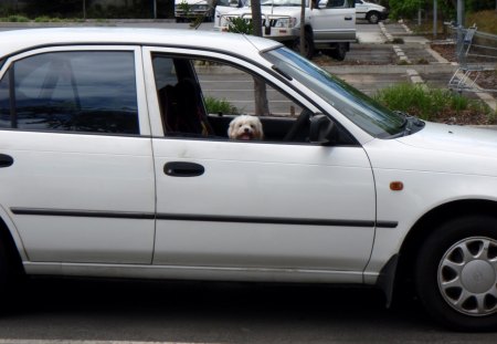 Dog day afternoon - digital, dog, little, photography