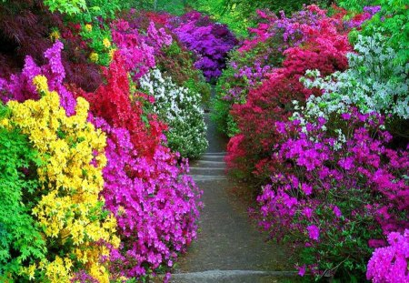 Extreme - walkway, colors, flowers, garden, bushes