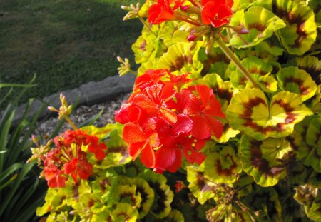 Red Flowers - dew, grass, flower, red